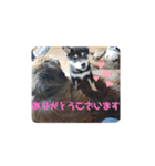 CrystalHasMaraDogs2（個別スタンプ：17）