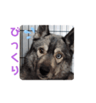 CrystalHasMaraDogs2（個別スタンプ：19）
