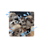 CrystalHasMaraDogs2（個別スタンプ：20）