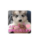 CrystalHasMaraDogs2（個別スタンプ：21）