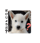 CrystalHasMaraDogs2（個別スタンプ：24）