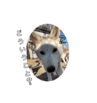 CrystalHasMaraDogs2（個別スタンプ：25）