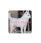 CrystalHasMaraDogs2（個別スタンプ：27）