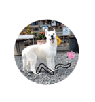 CrystalHasMaraDogs2（個別スタンプ：30）