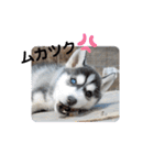 CrystalHasMaraDogs2（個別スタンプ：31）