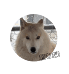 CrystalHasMaraDogs2（個別スタンプ：32）