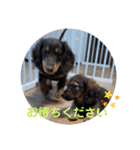 CrystalHasMaraDogs2（個別スタンプ：33）