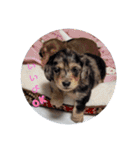 CrystalHasMaraDogs2（個別スタンプ：34）