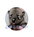 CrystalHasMaraDogs2（個別スタンプ：35）
