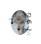 CrystalHasMaraDogs2（個別スタンプ：36）