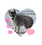 CrystalHasMaraDogs2（個別スタンプ：37）