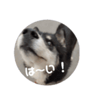 CrystalHasMaraDogs2（個別スタンプ：38）