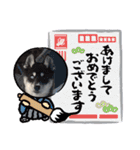 CrystalHasMaraDogs2（個別スタンプ：39）