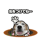 ビーグル犬ポップアップ(春)（個別スタンプ：20）