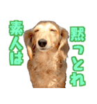 ダックスフンドの日常 あずき＆キャンディ（個別スタンプ：1）