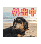 ダックスフンドの日常 あずき＆キャンディ（個別スタンプ：2）