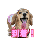 ダックスフンドの日常 あずき＆キャンディ（個別スタンプ：3）