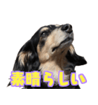 ダックスフンドの日常 あずき＆キャンディ（個別スタンプ：7）