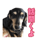 ダックスフンドの日常 あずき＆キャンディ（個別スタンプ：9）