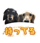 ダックスフンドの日常 あずき＆キャンディ（個別スタンプ：10）