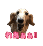 ダックスフンドの日常 あずき＆キャンディ（個別スタンプ：12）