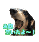 ダックスフンドの日常 あずき＆キャンディ（個別スタンプ：14）
