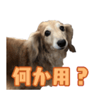 ダックスフンドの日常 あずき＆キャンディ（個別スタンプ：17）
