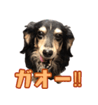ダックスフンドの日常 あずき＆キャンディ（個別スタンプ：18）