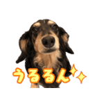 ダックスフンドの日常 あずき＆キャンディ（個別スタンプ：23）