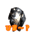 ダックスフンドの日常 あずき＆キャンディ（個別スタンプ：27）