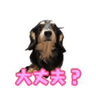 ダックスフンドの日常 あずき＆キャンディ（個別スタンプ：28）