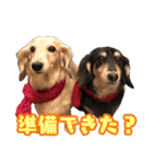 ダックスフンドの日常 あずき＆キャンディ（個別スタンプ：30）