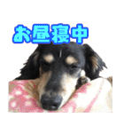 ダックスフンドの日常 あずき＆キャンディ（個別スタンプ：31）