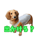 ダックスフンドの日常 あずき＆キャンディ（個別スタンプ：38）