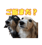 ダックスフンドの日常 あずき＆キャンディ（個別スタンプ：39）