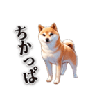 博多弁でなんか言ってる柴犬（個別スタンプ：4）