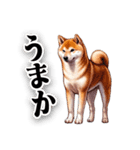 博多弁でなんか言ってる柴犬（個別スタンプ：22）