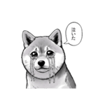 漫画な柴犬 ずっと使える（個別スタンプ：16）