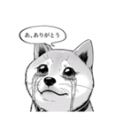 漫画な柴犬 ずっと使える（個別スタンプ：17）