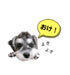 シュナウザーのBUZZ②（個別スタンプ：1）
