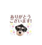 シュナウザーのBUZZ②（個別スタンプ：7）