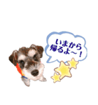 シュナウザーのBUZZ②（個別スタンプ：11）