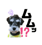 シュナウザーのBUZZ②（個別スタンプ：17）
