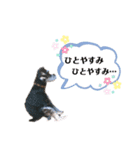 シュナウザーのBUZZ②（個別スタンプ：19）