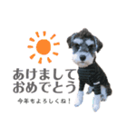 シュナウザーのBUZZ②（個別スタンプ：22）
