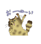 猫かぶり！ていねいな猫チャンたち（個別スタンプ：15）