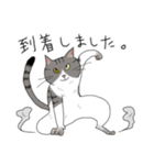 猫かぶり！ていねいな猫チャンたち（個別スタンプ：26）