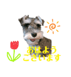 シュナウザーのBUZZ①（個別スタンプ：1）