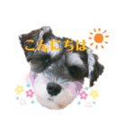 シュナウザーのBUZZ①（個別スタンプ：2）
