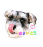 シュナウザーのBUZZ①（個別スタンプ：4）